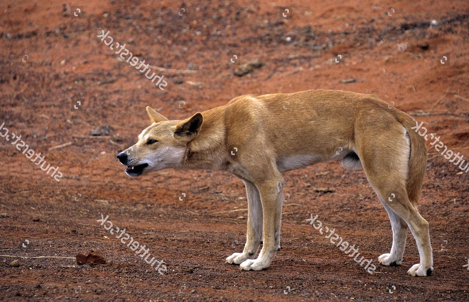 Собака (canis Lupus familiaris)