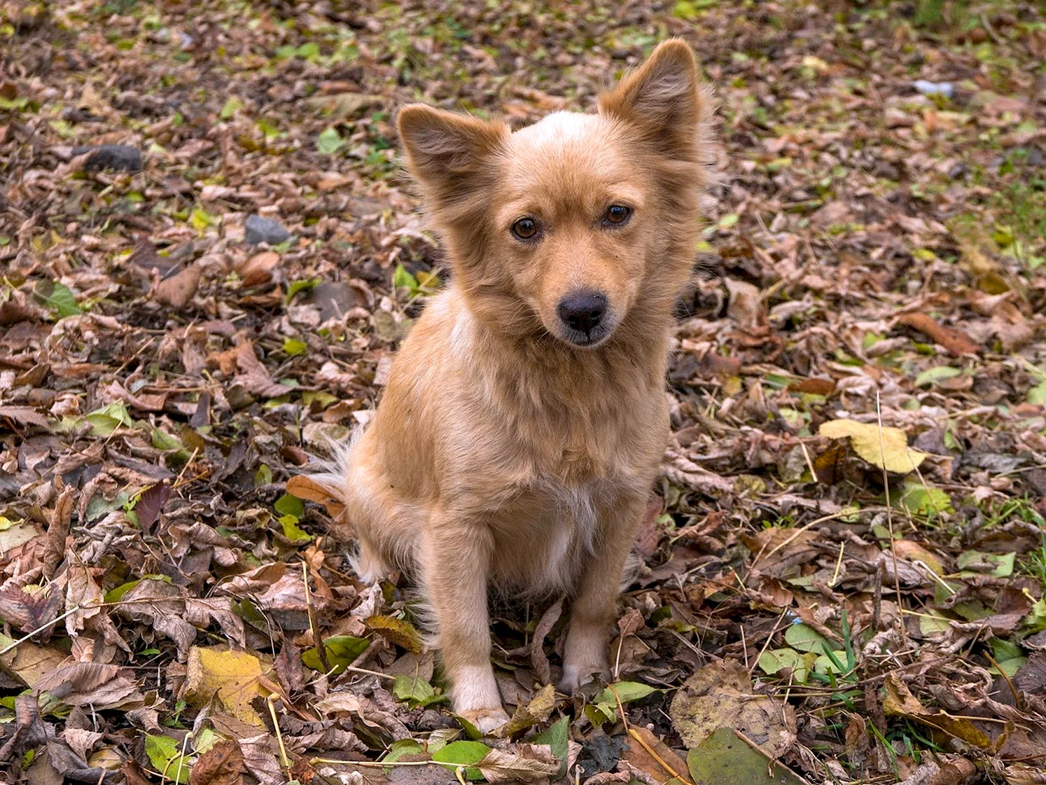 Собака дворняга: изображения без лицензионных платежей