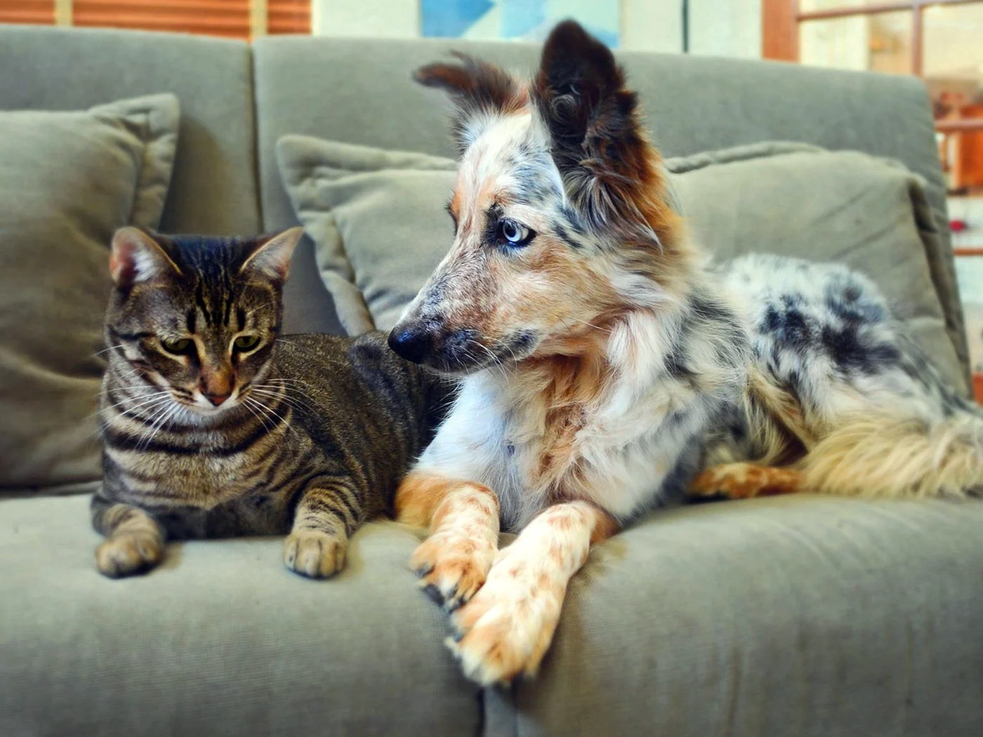 Собака и кошка на диване