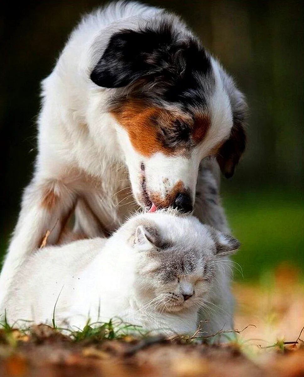 Собака и кошка вместе