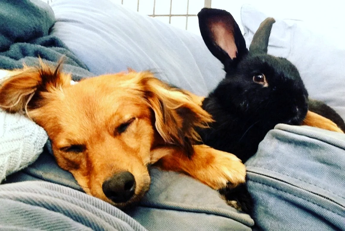 Собака и кролик фото