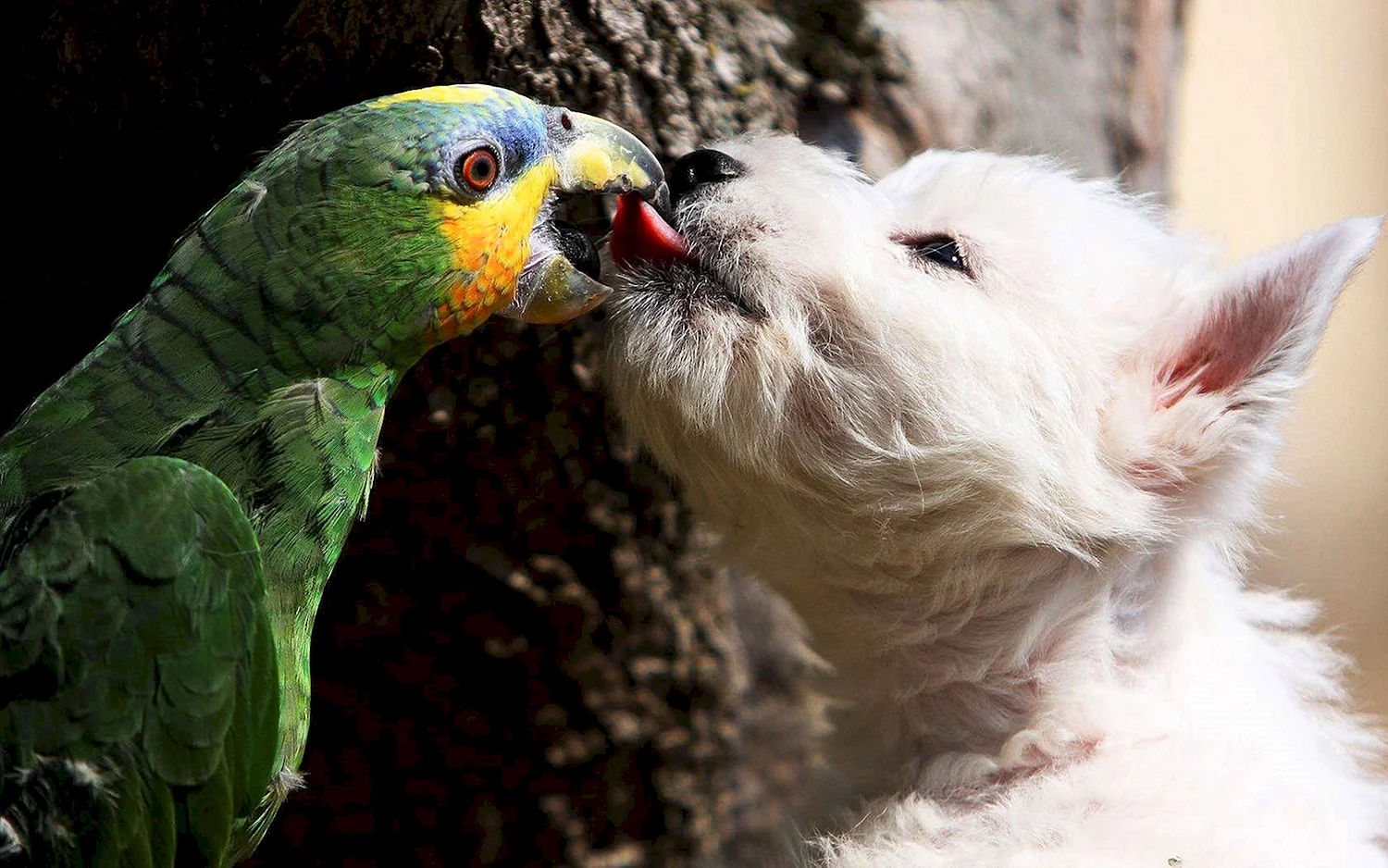 Собака и попугай