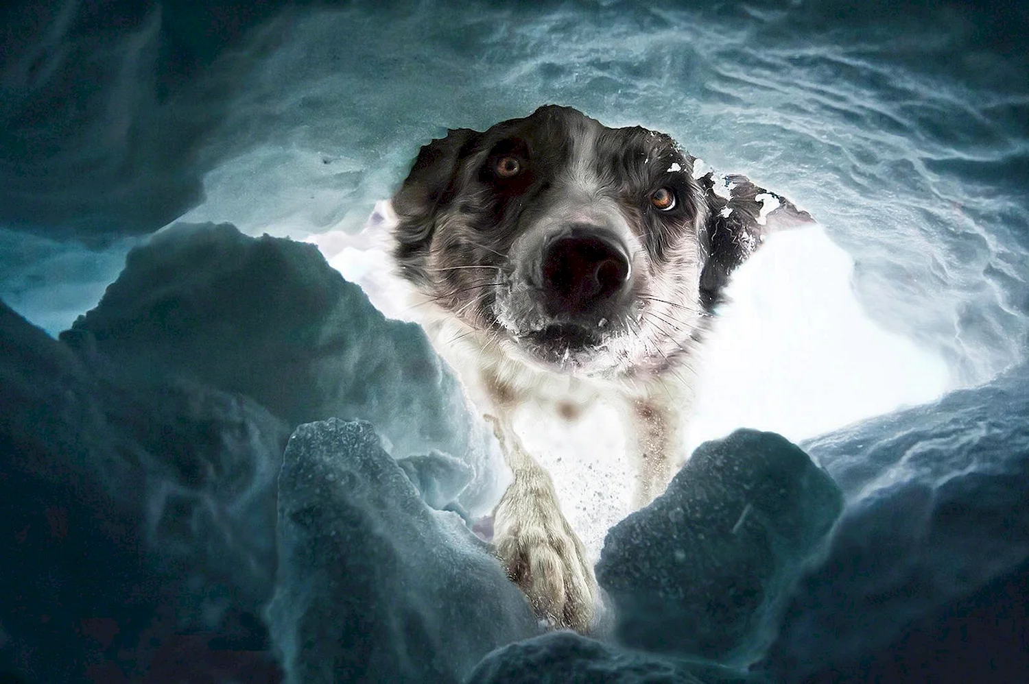 Собака которая спасает людей в горах