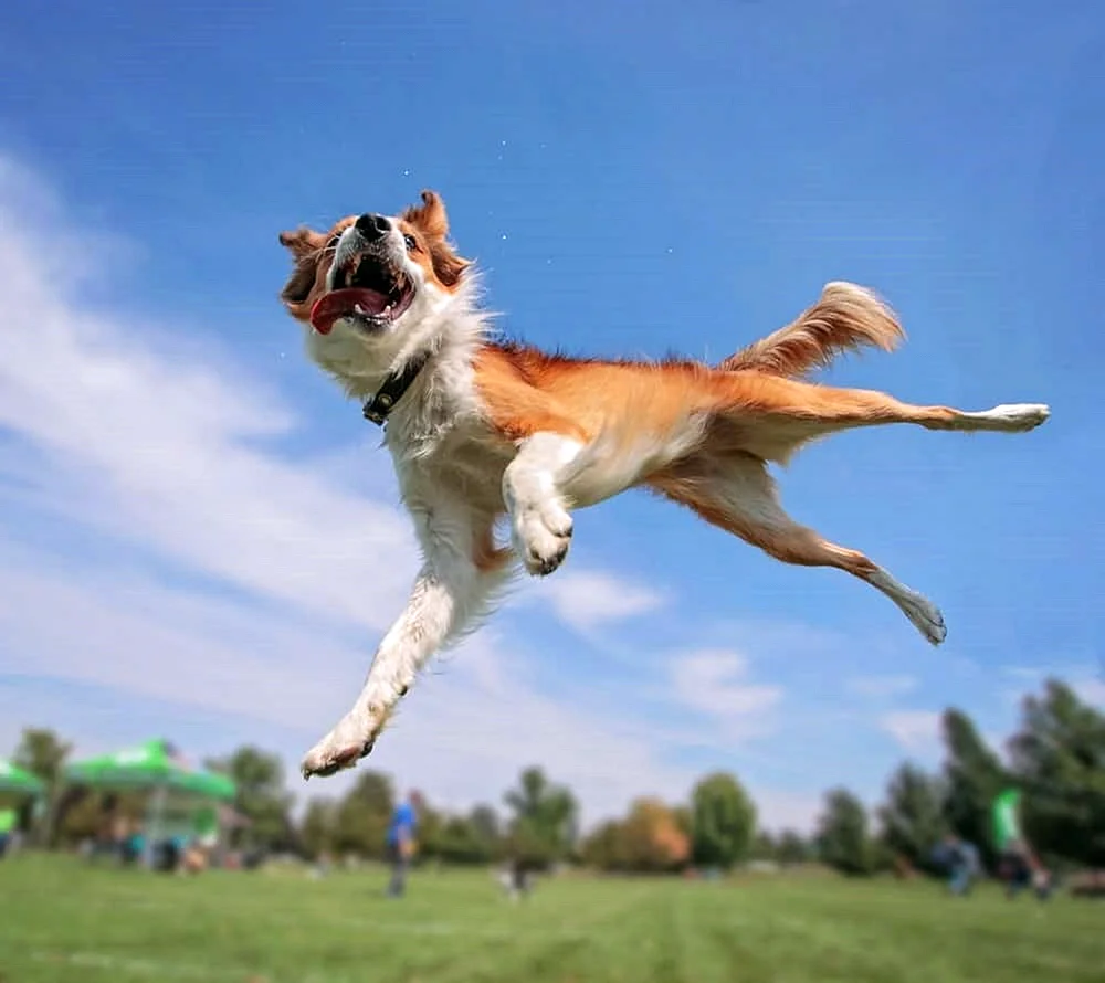 Собака которая высоко прыгает