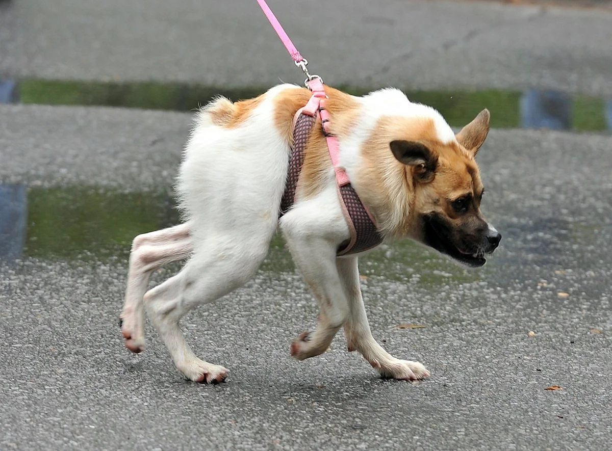 Собака Квазимодо с коротким позвоночником