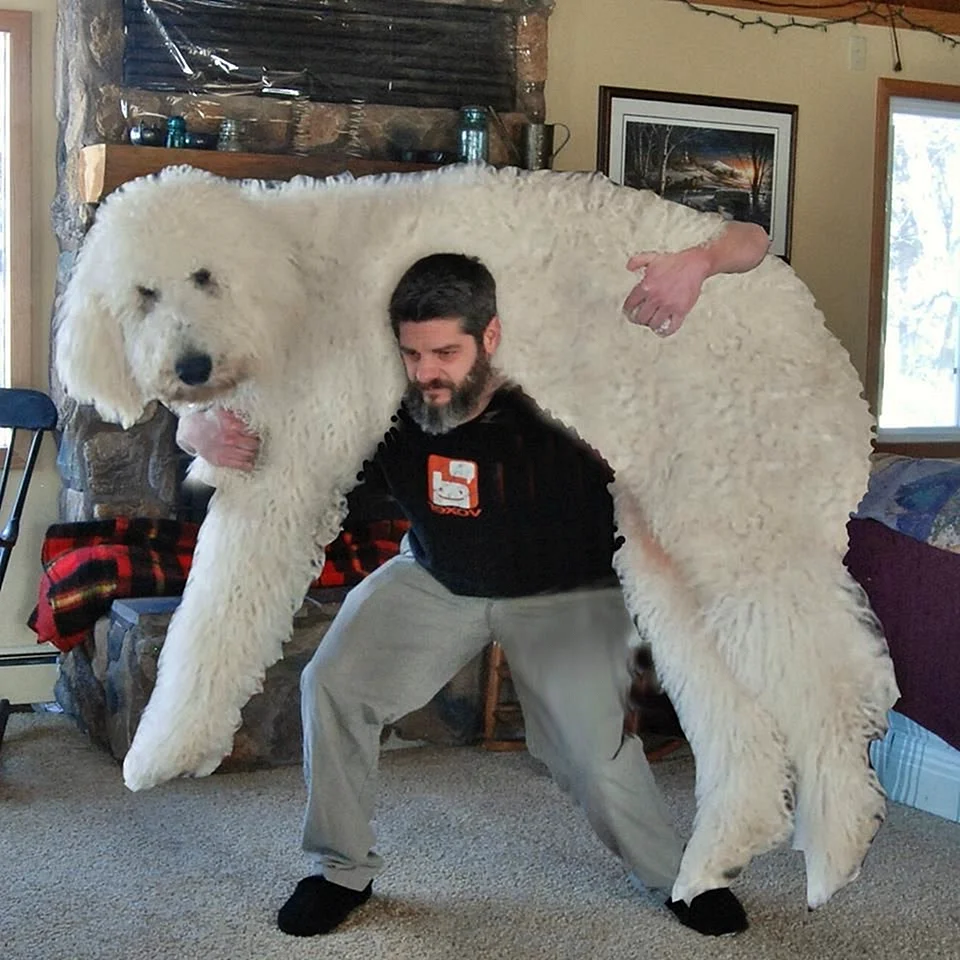 Собака медведь огромная
