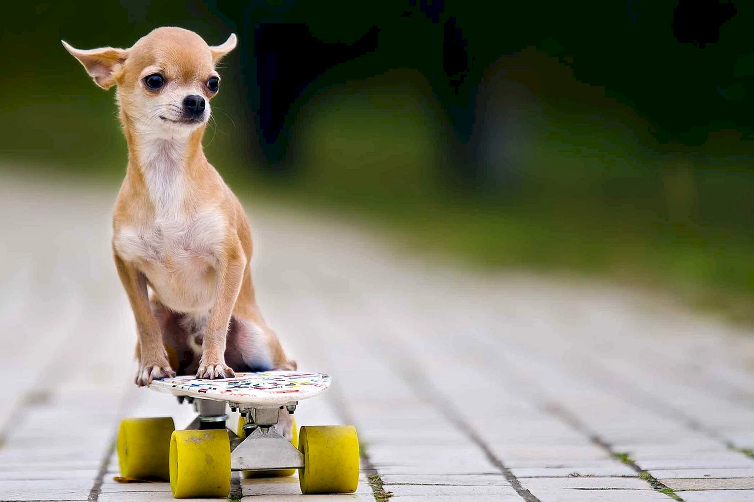 Собака на скейте