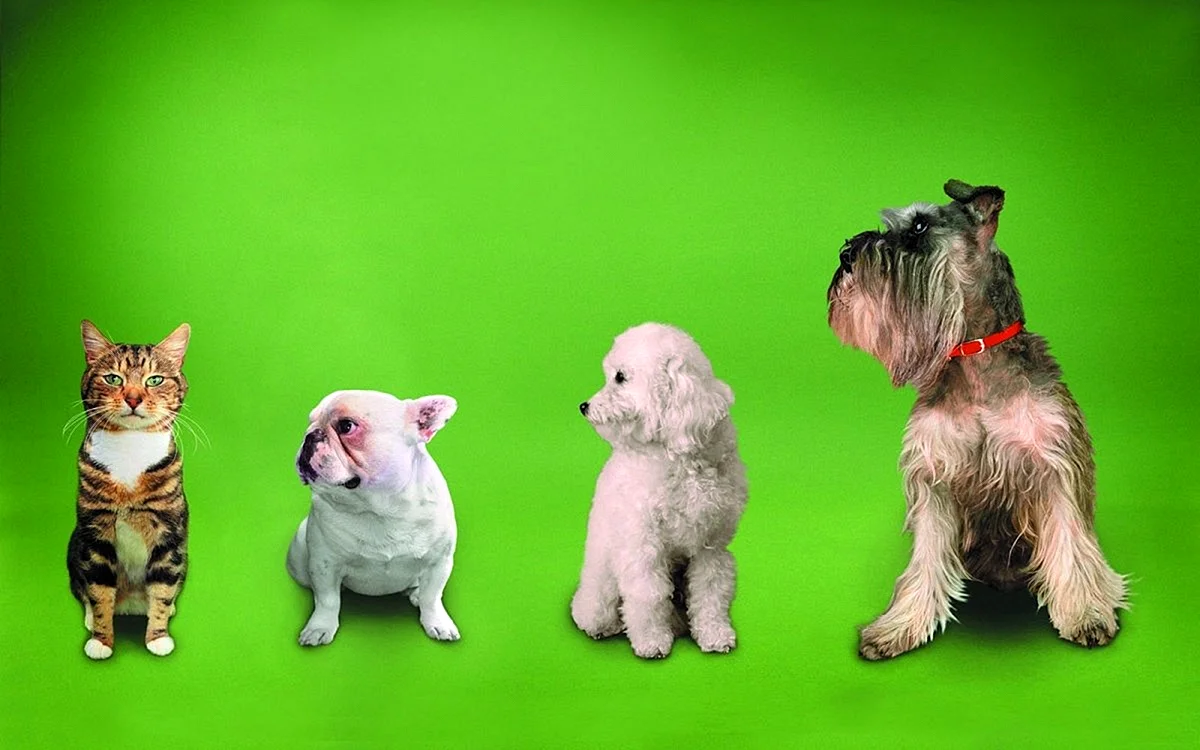 Собака на зеленом фоне