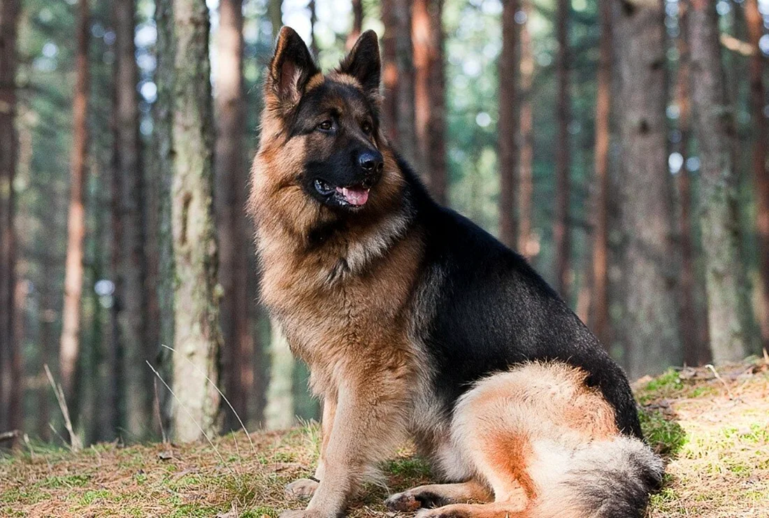 Собака немецкая овчарка