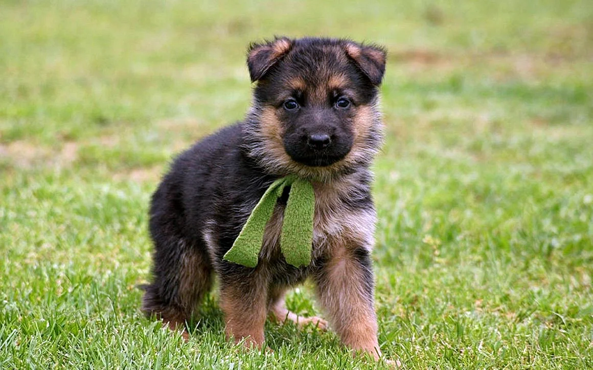 Собака немецкая овчарка щенок маленький