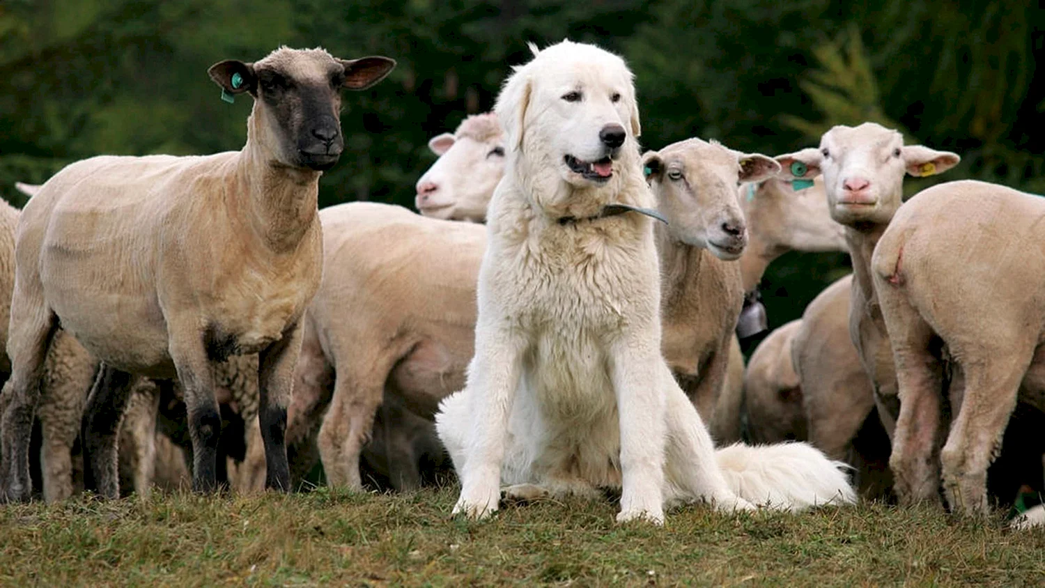 Собака пастух овец