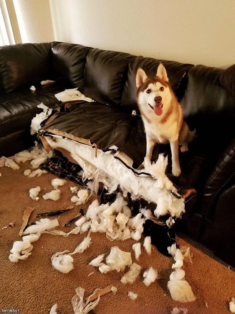Собака погрызла диван