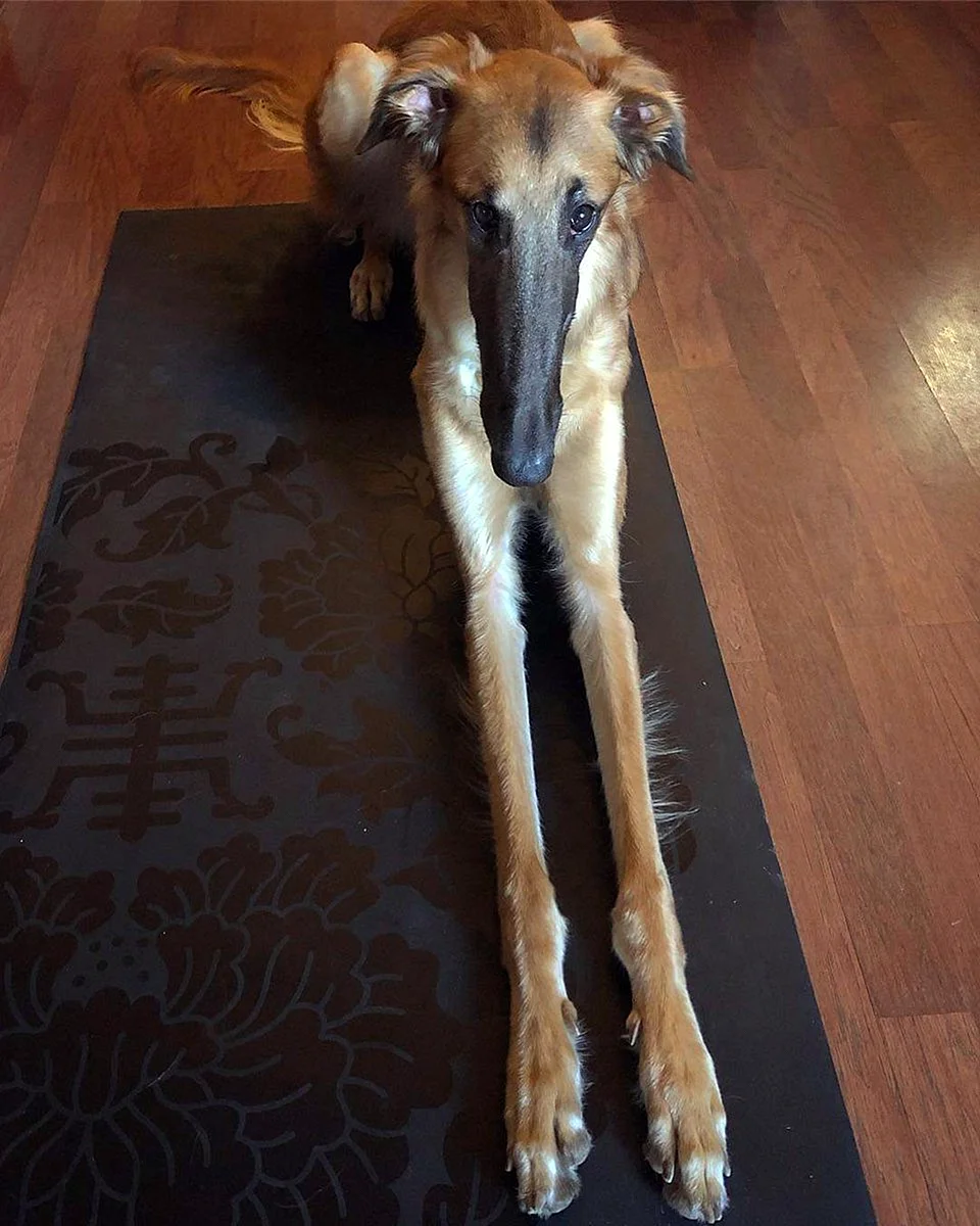 Собака с длинными лапами