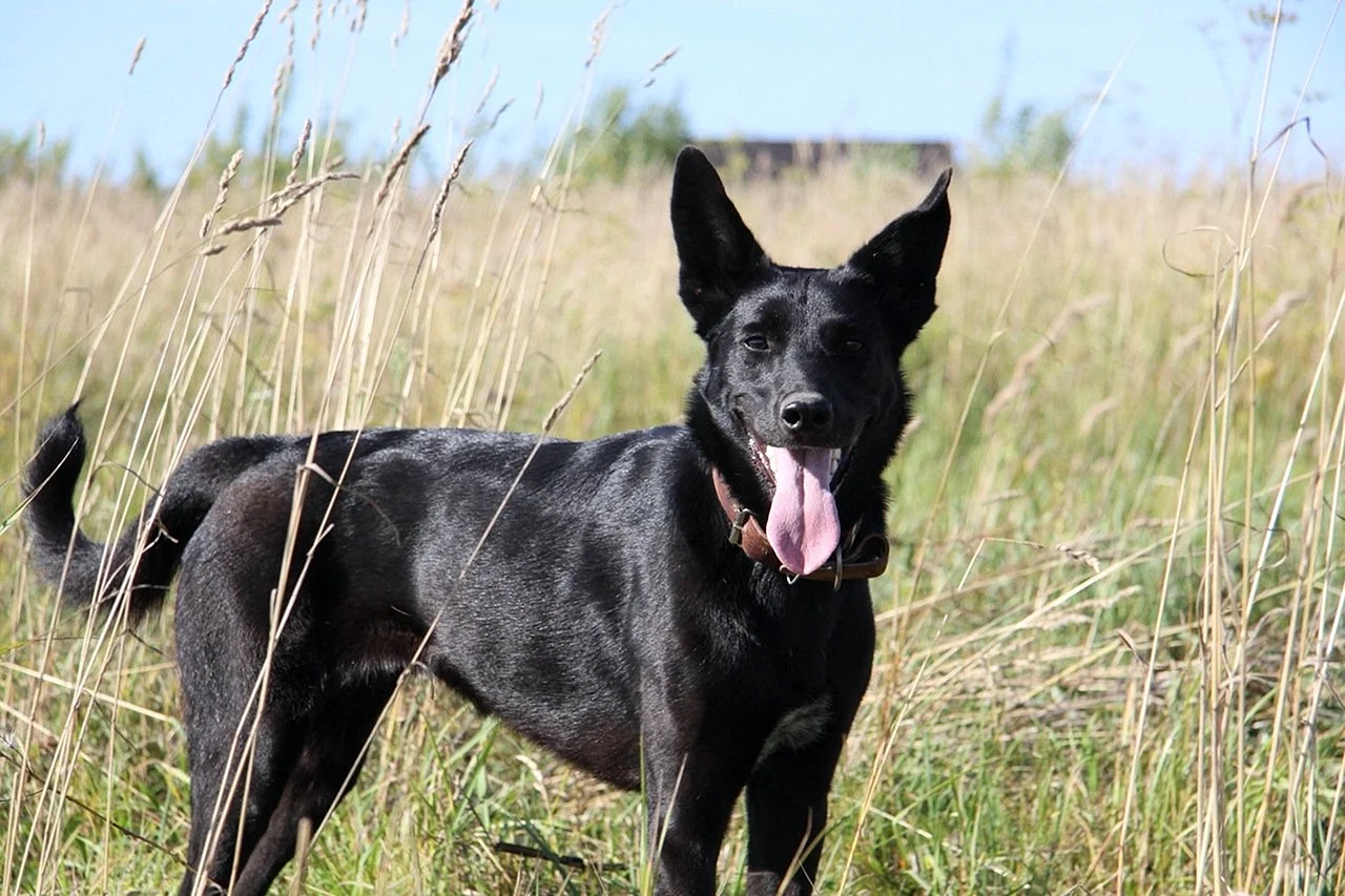 Собака с длинными ушами стоячими черная