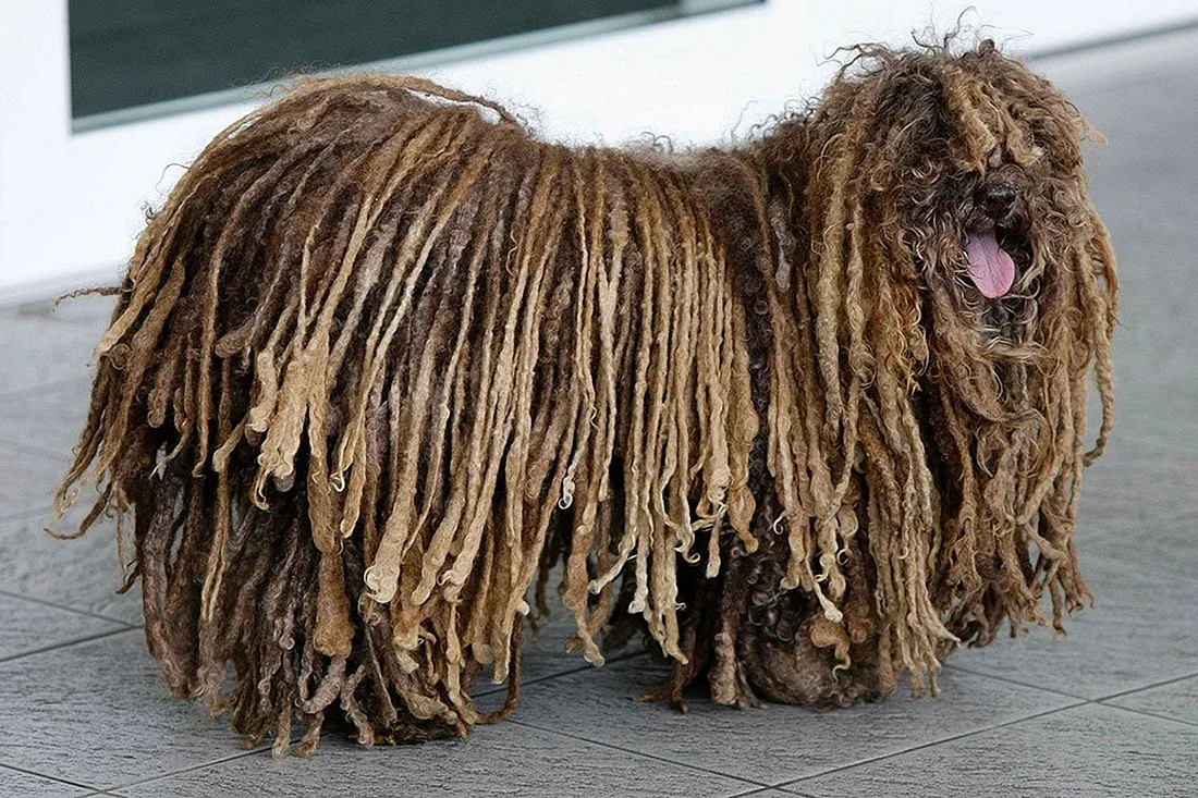 Собака с дредами