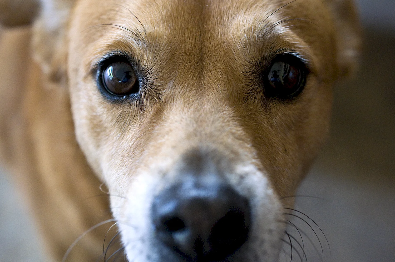 Собака с грустными глазами