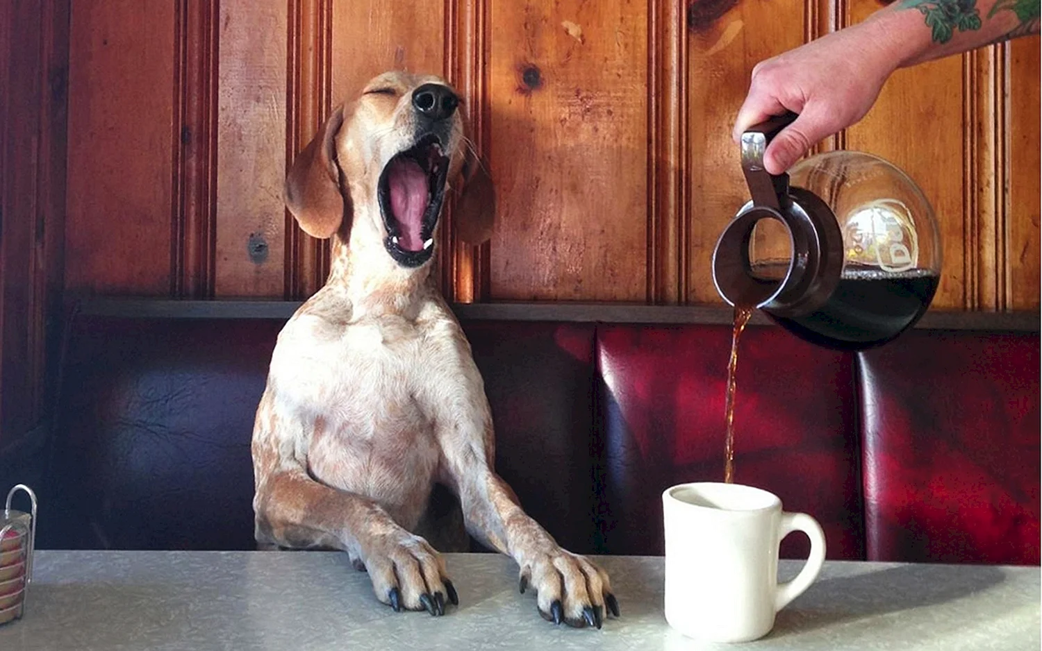 Собака с кофе