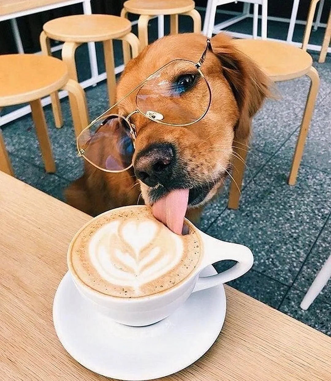 Собака с кофе