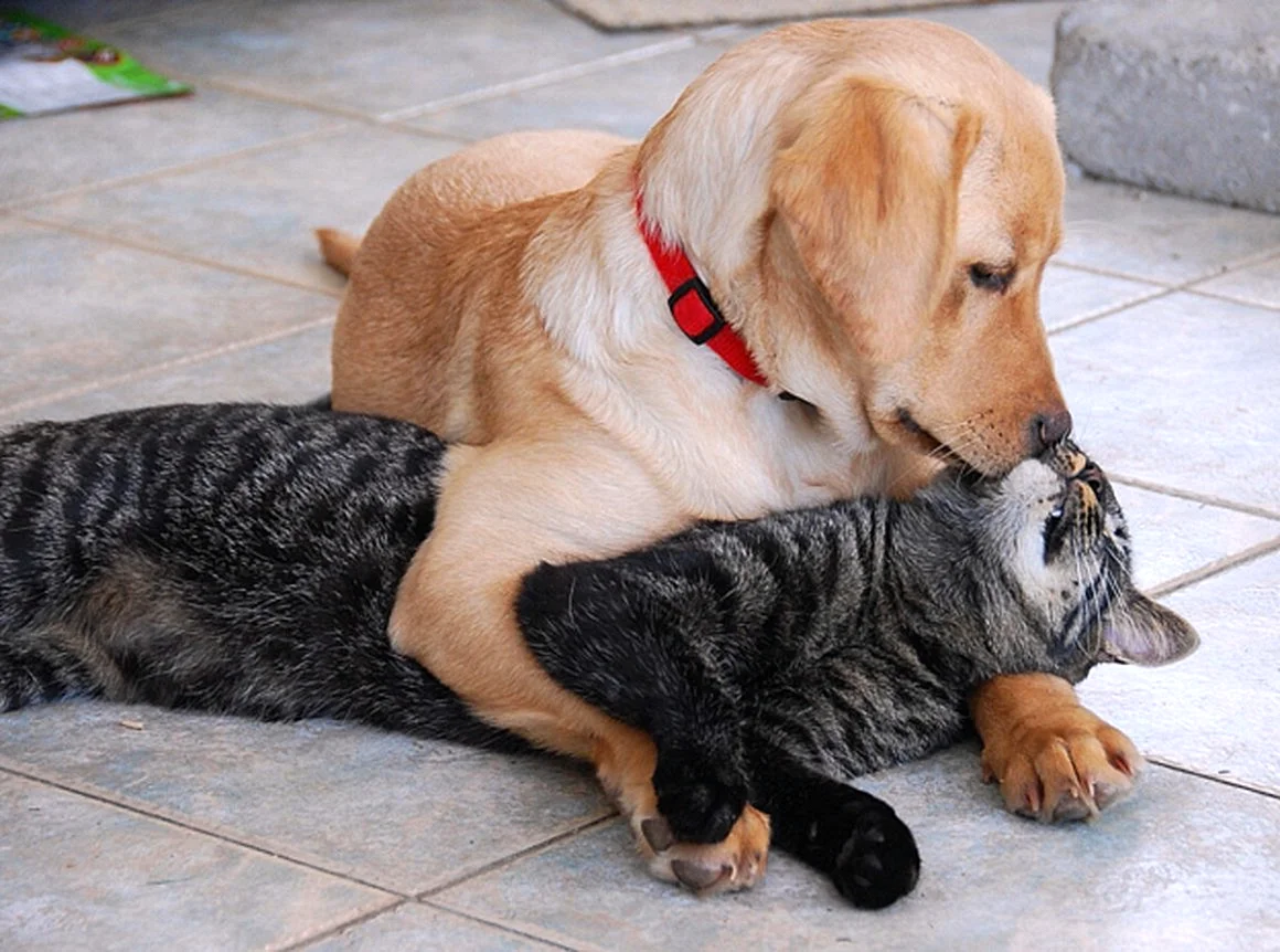 Собака с кошкой дружат