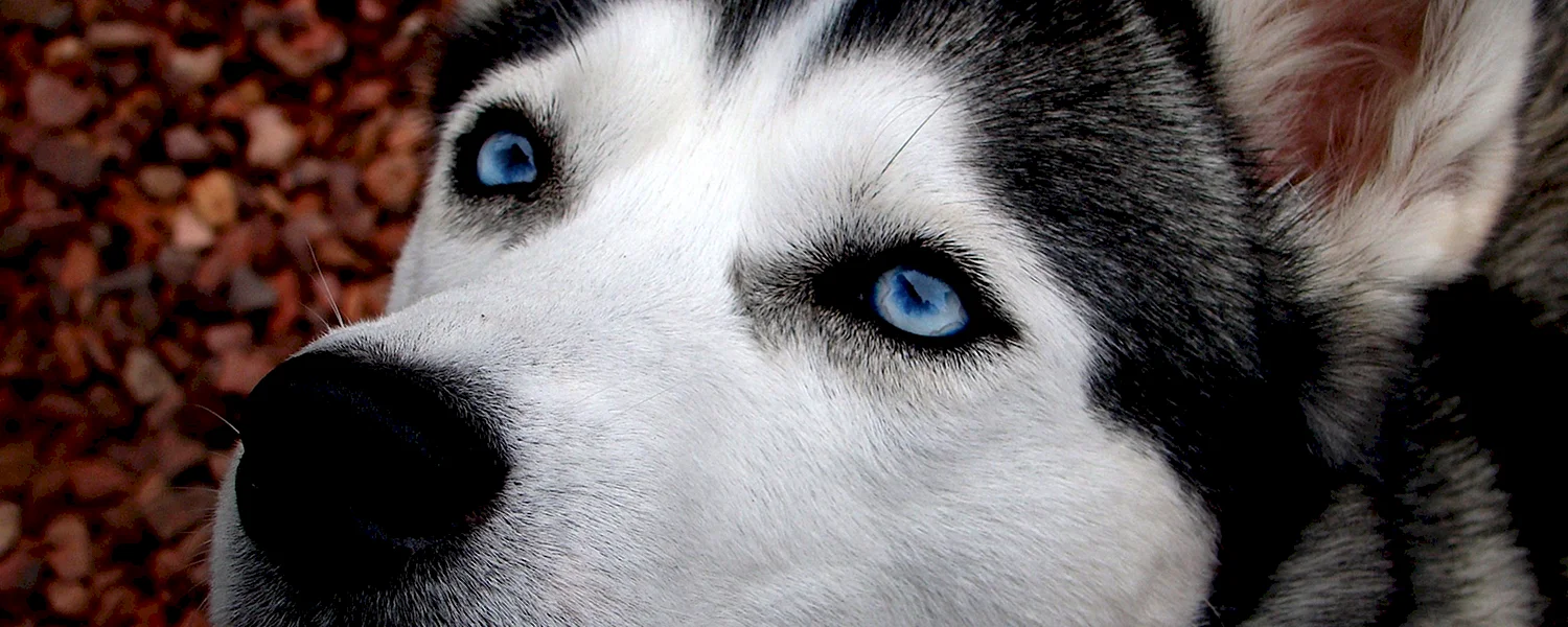 Собака с красивыми глазами