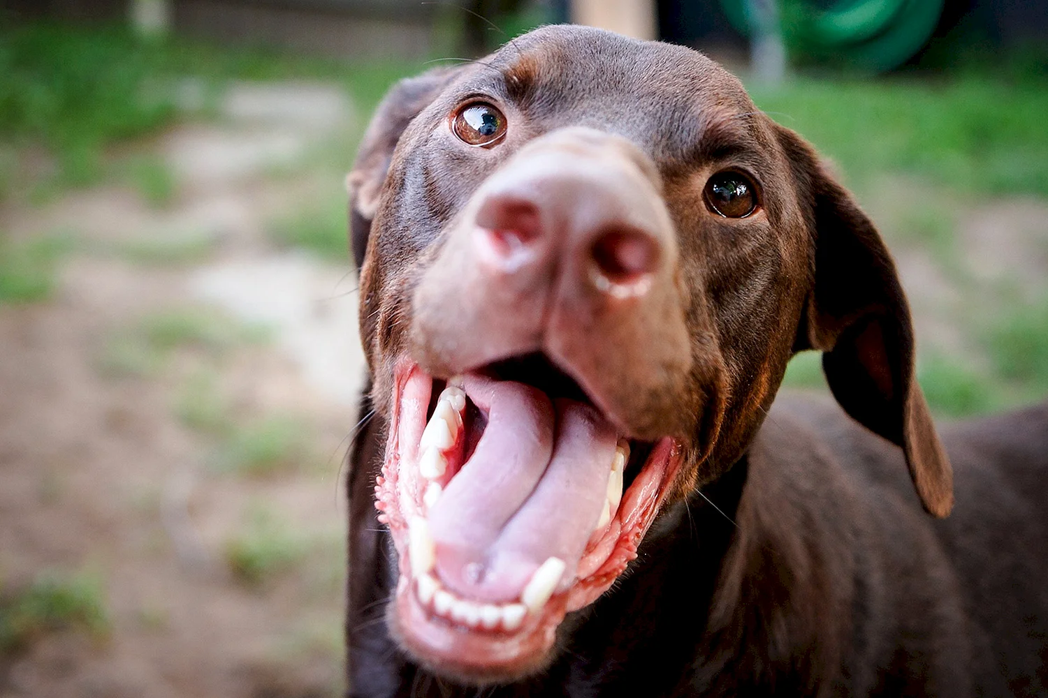 Рот 5 см. Собака с высунутым языком.