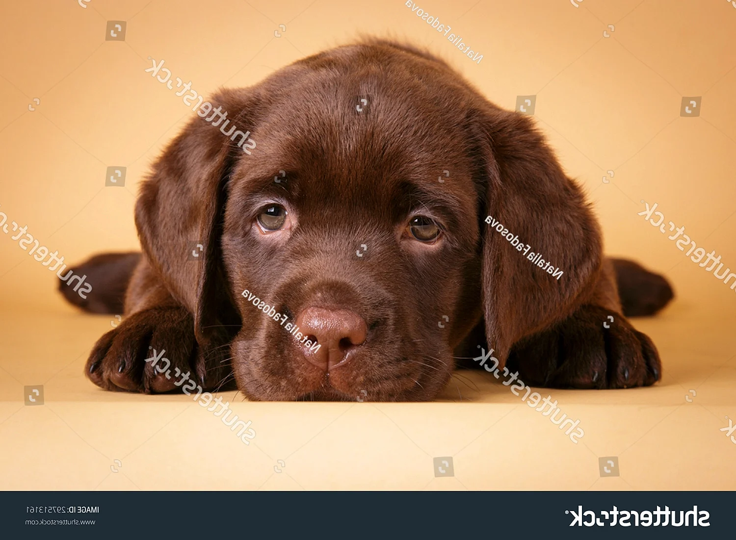 Собака шоколадный лабрадор