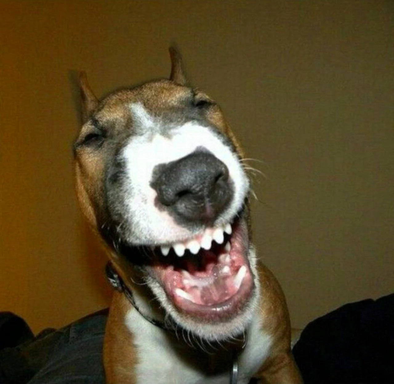 Собака смеется