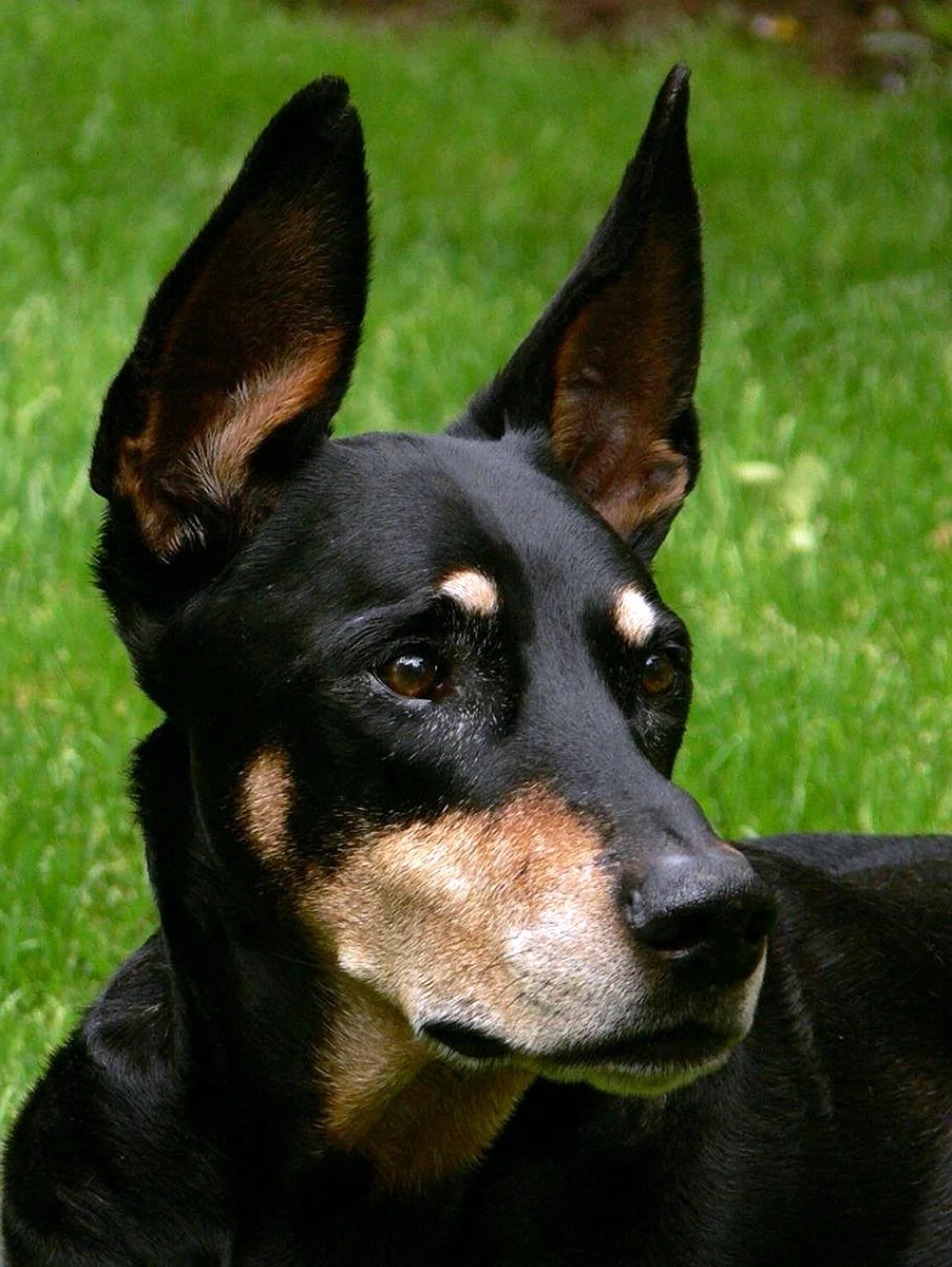 Собака со стоячими ушами