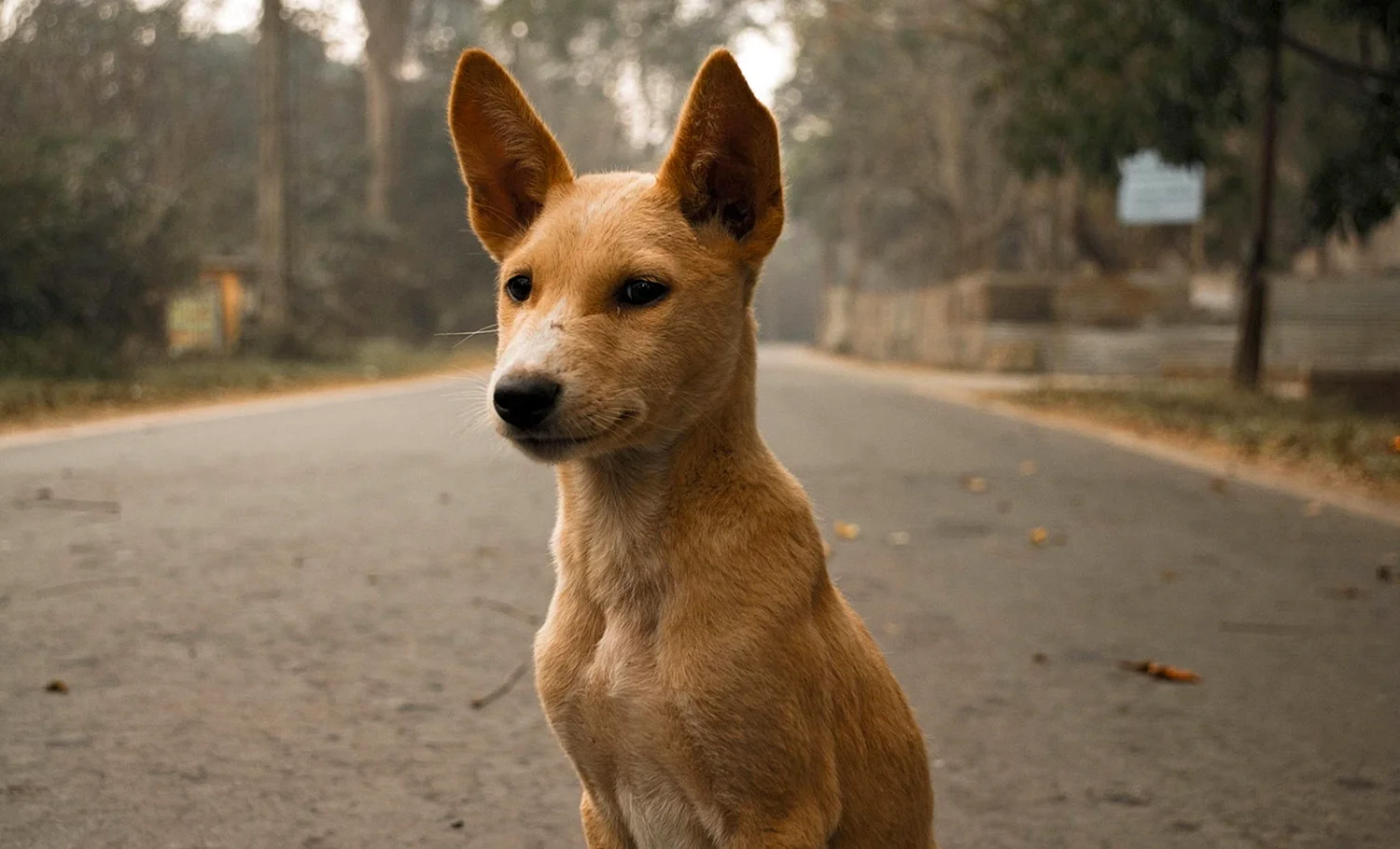 Собака со стоячими ушами