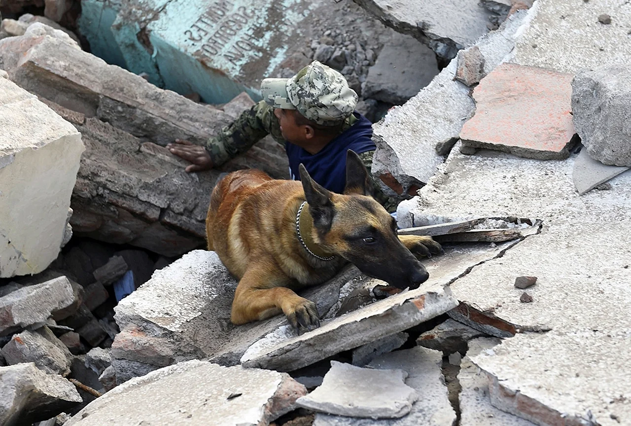 Собака спасатель в Тибете