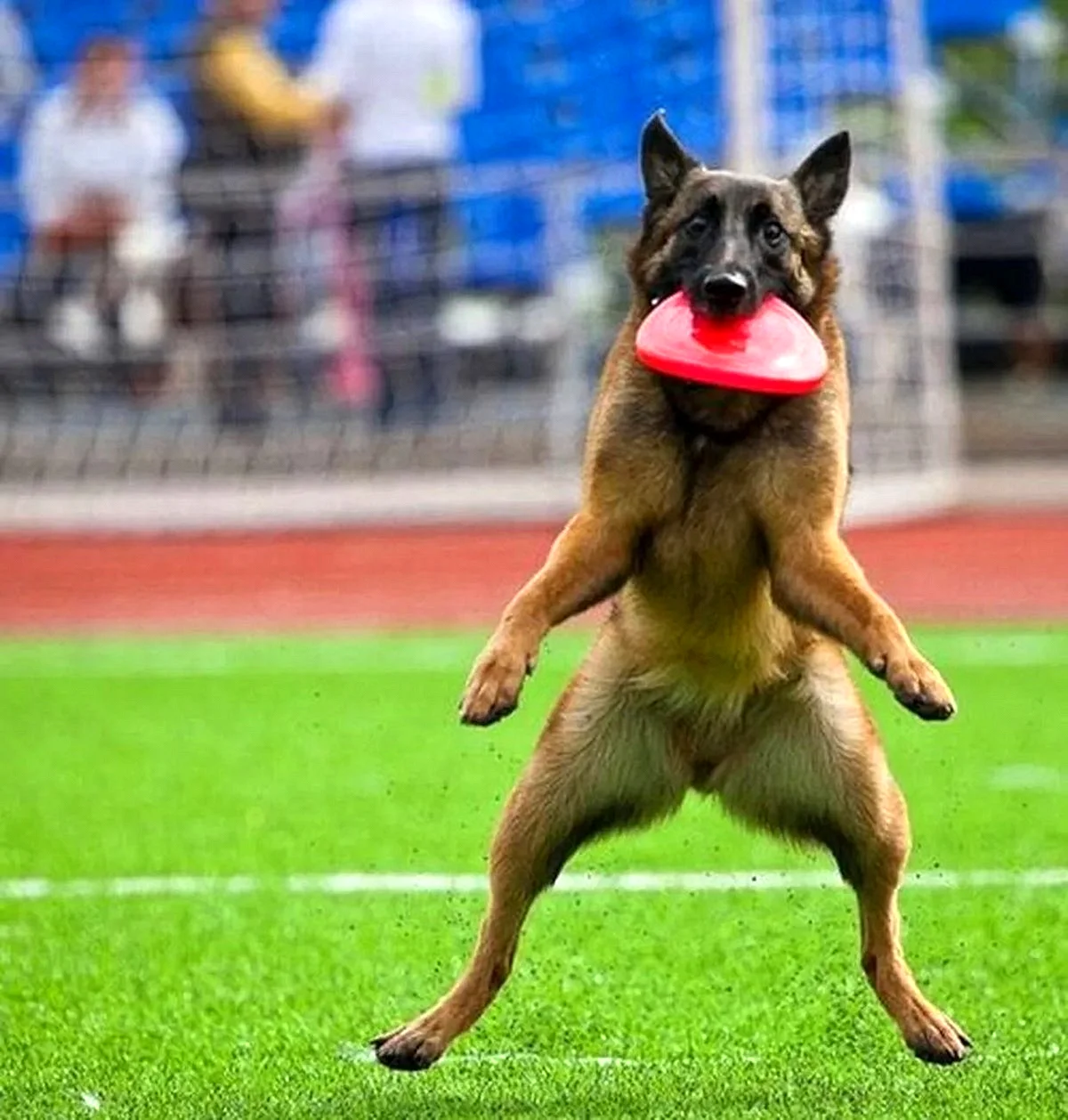 Собака спортсмен
