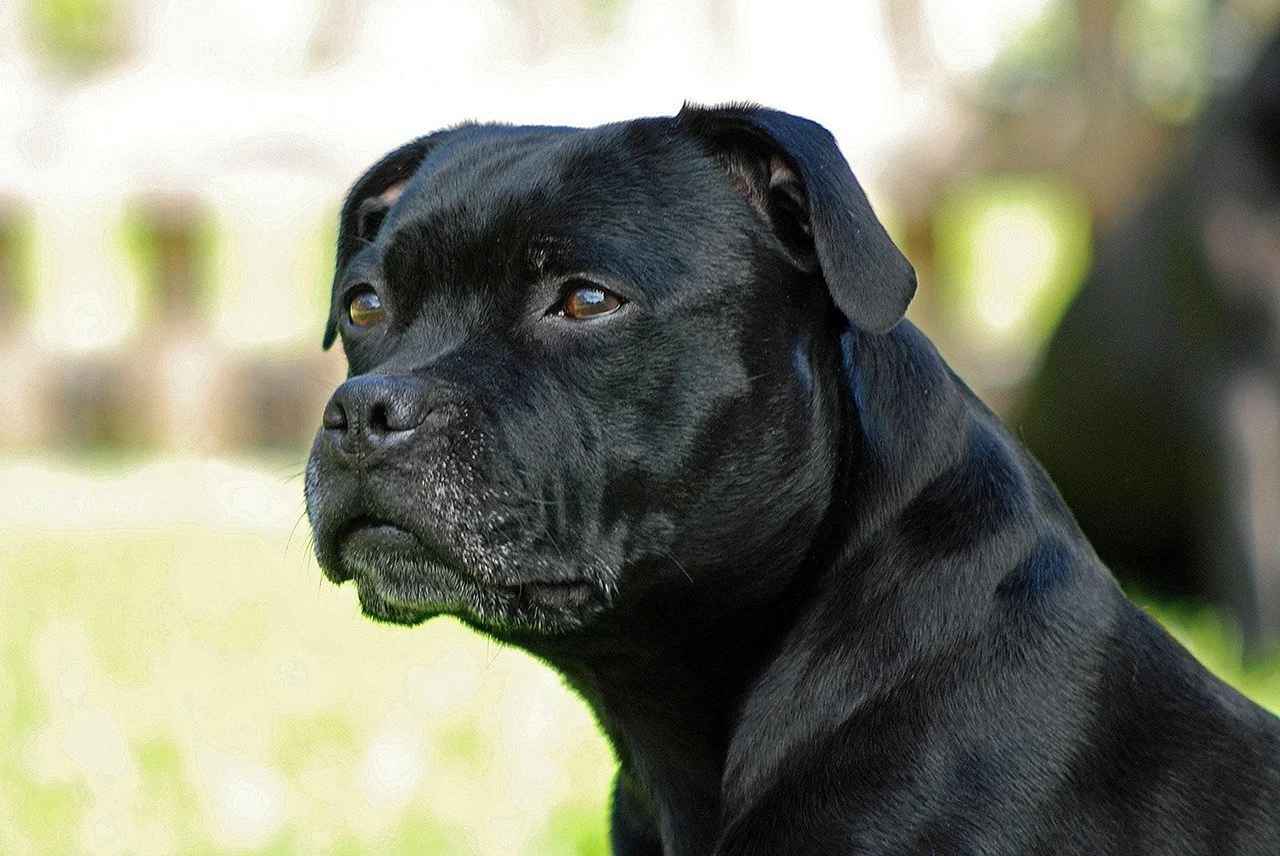 Собака стаффордширский терьер черный