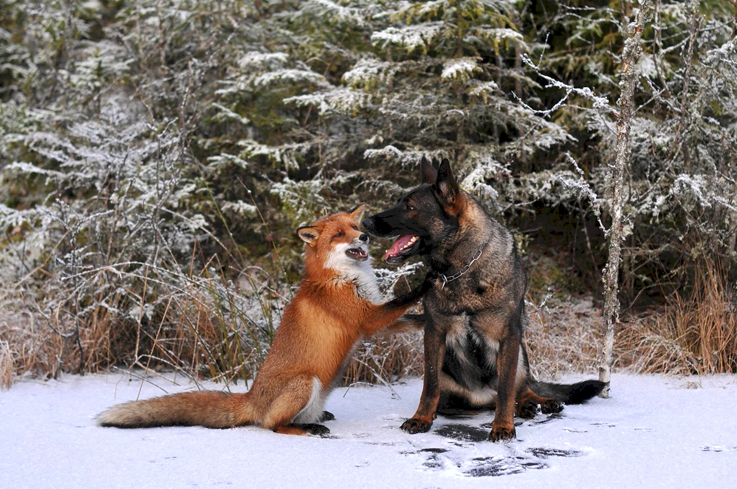 Собака Тинни и дикий рыжий Лис сниффер
