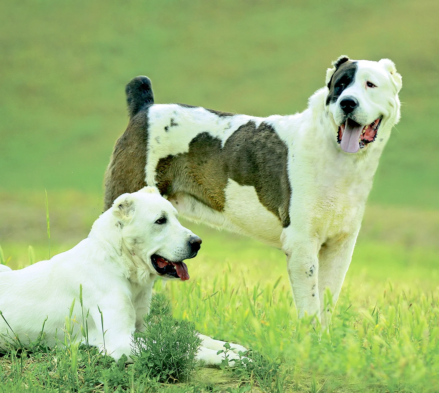 Собака туркменский алабай