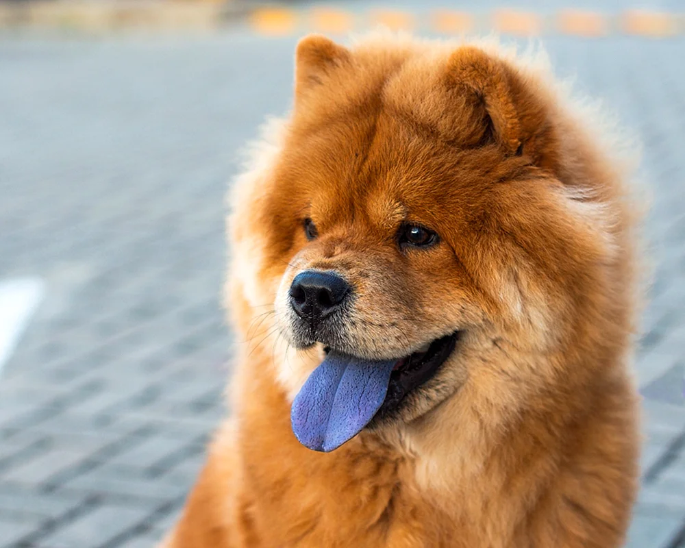 Собака у которой фиолетовый язык