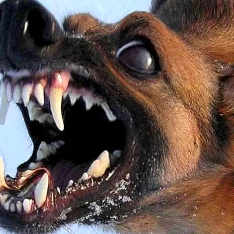 Собака умеет кусаться у нее острые зубы