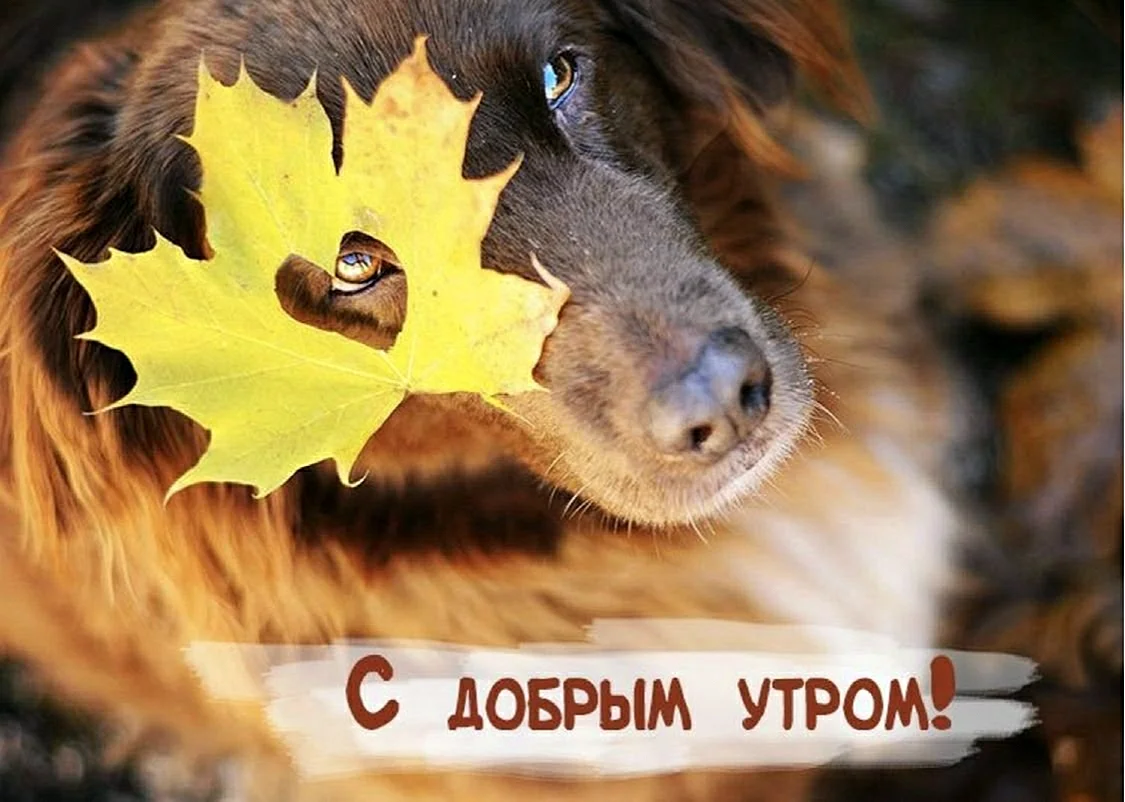 Собака в осенних листьях