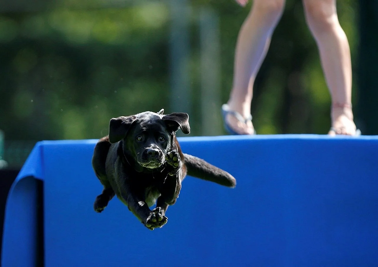 Собака в прыжке