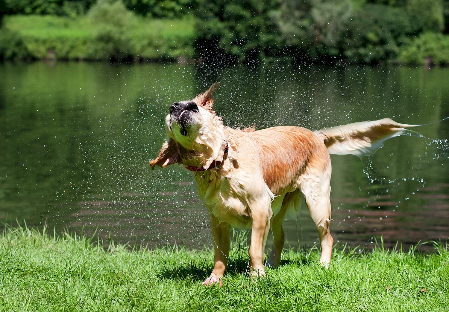 Собака в речке
