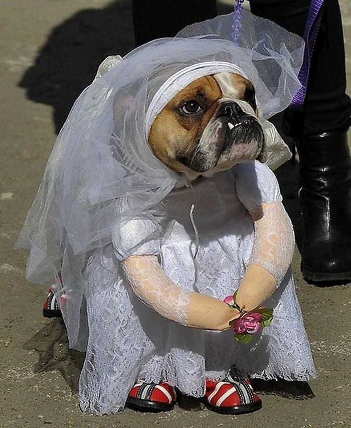 Собака в свадебном платье