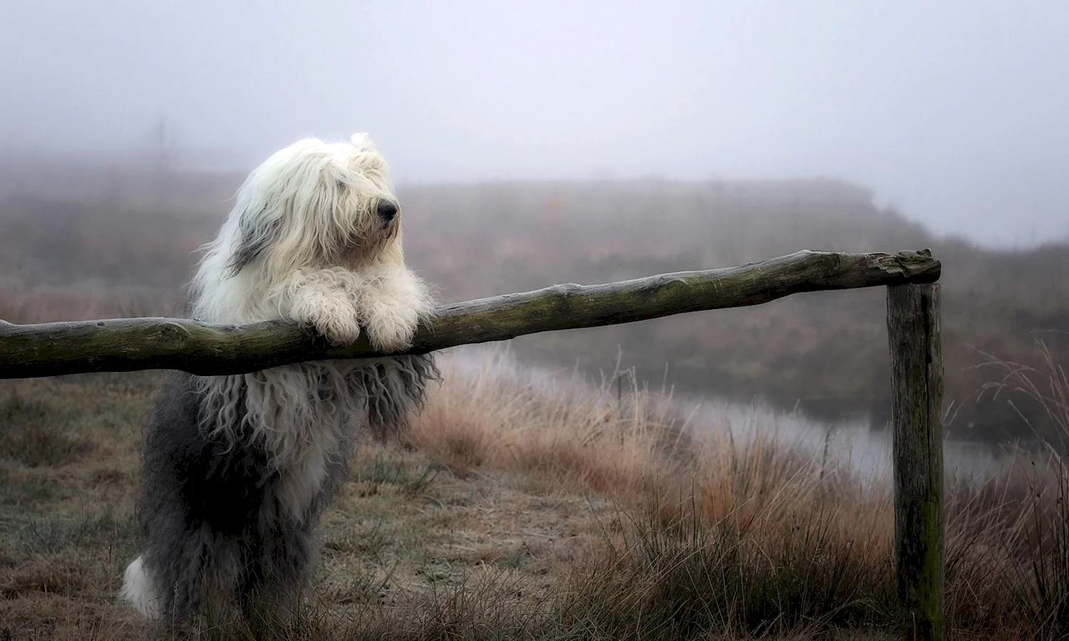 Собака в тумане