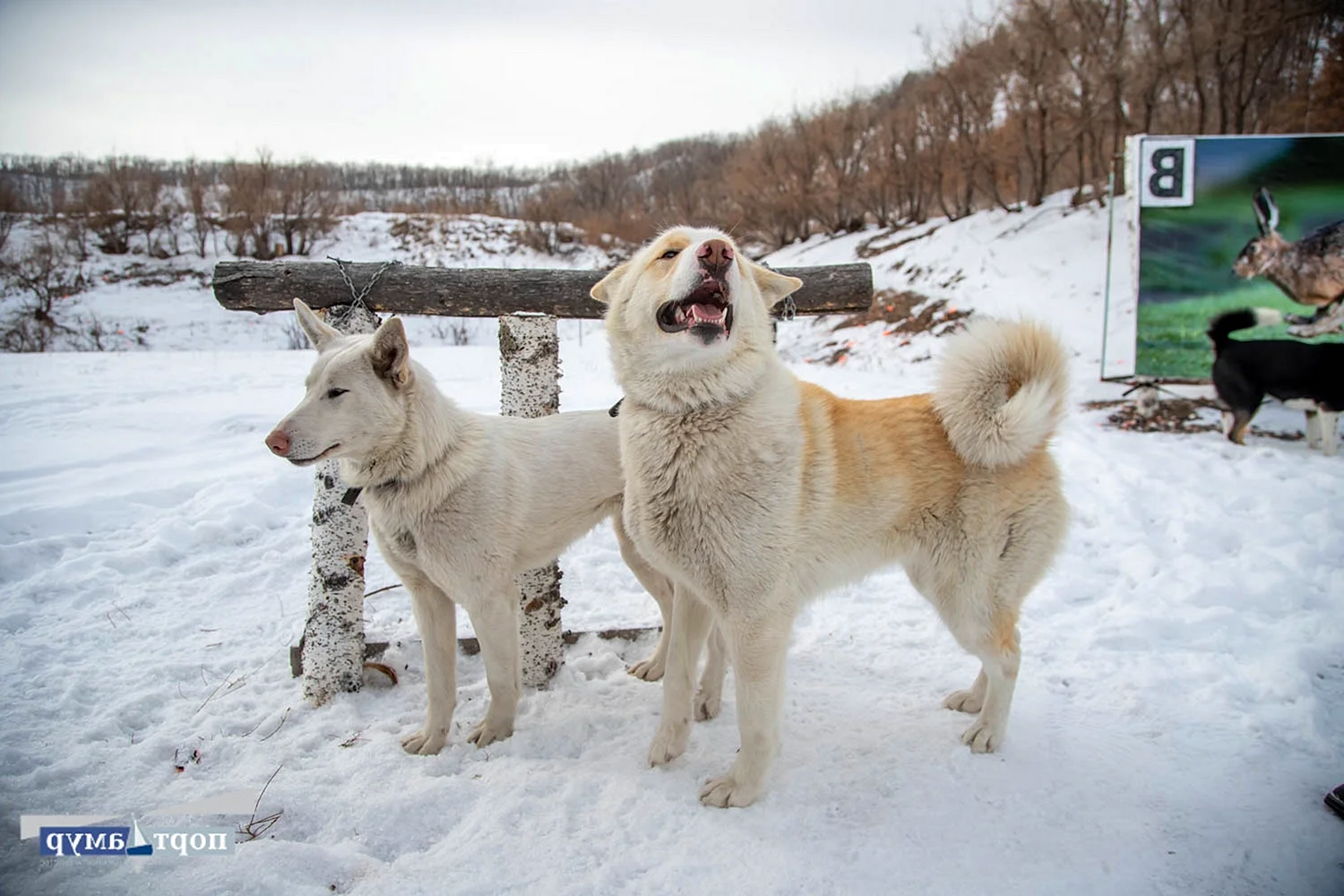 Собаки Амурская область