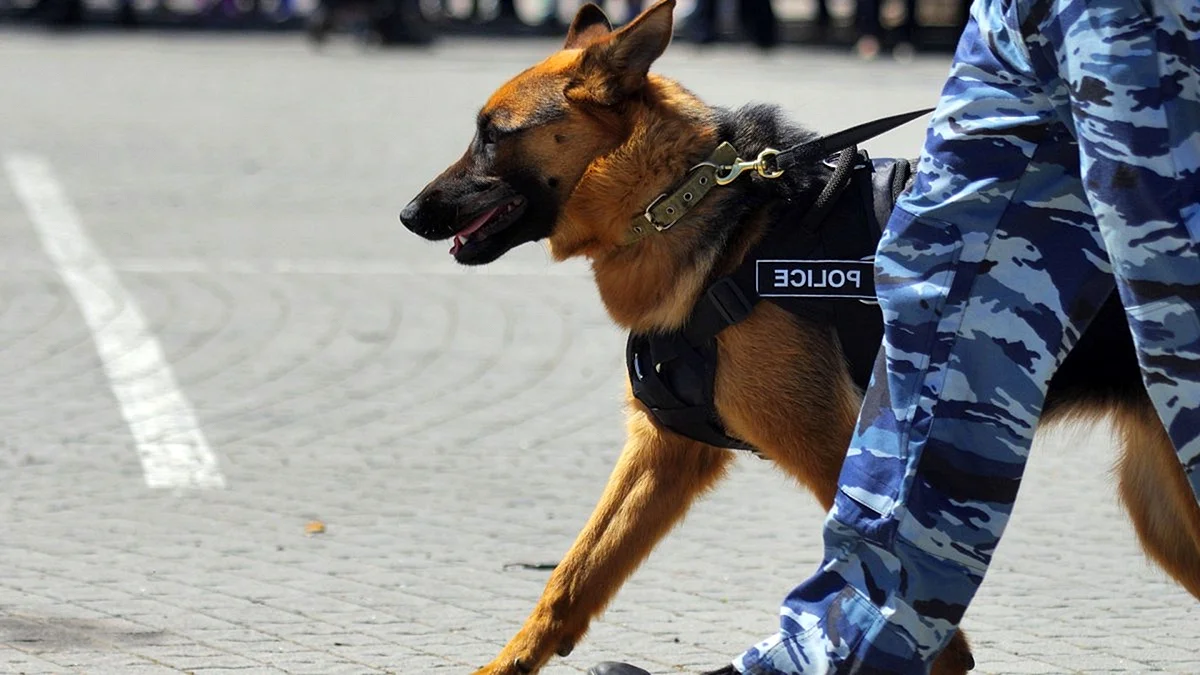 Собаки ищейки в полиции
