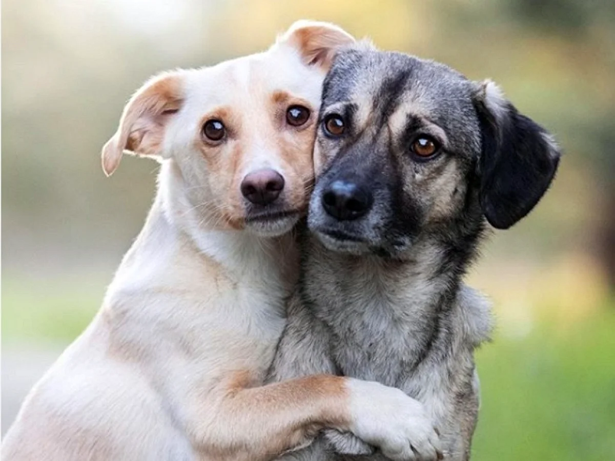 Собаки обнимаются