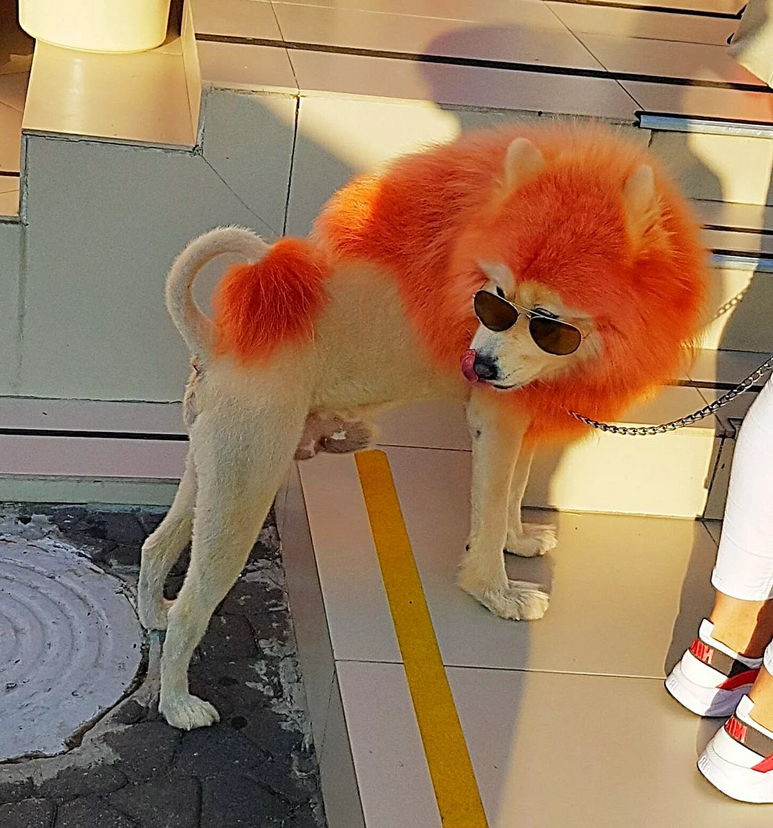 Собаки оранжевого цвета