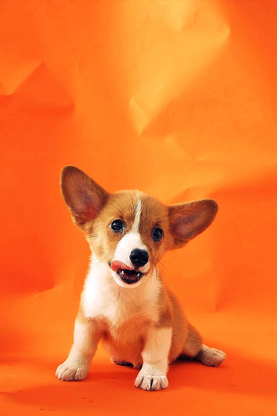 Собаки оранжевого цвета