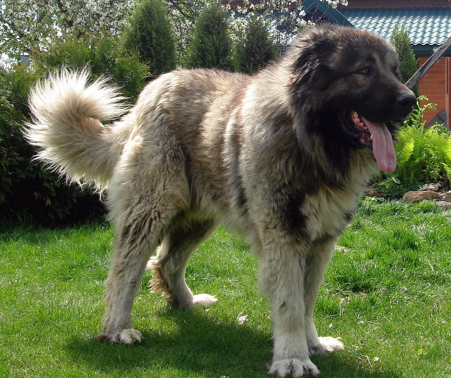 Собаки породы волкодав и Кавказская овчарка