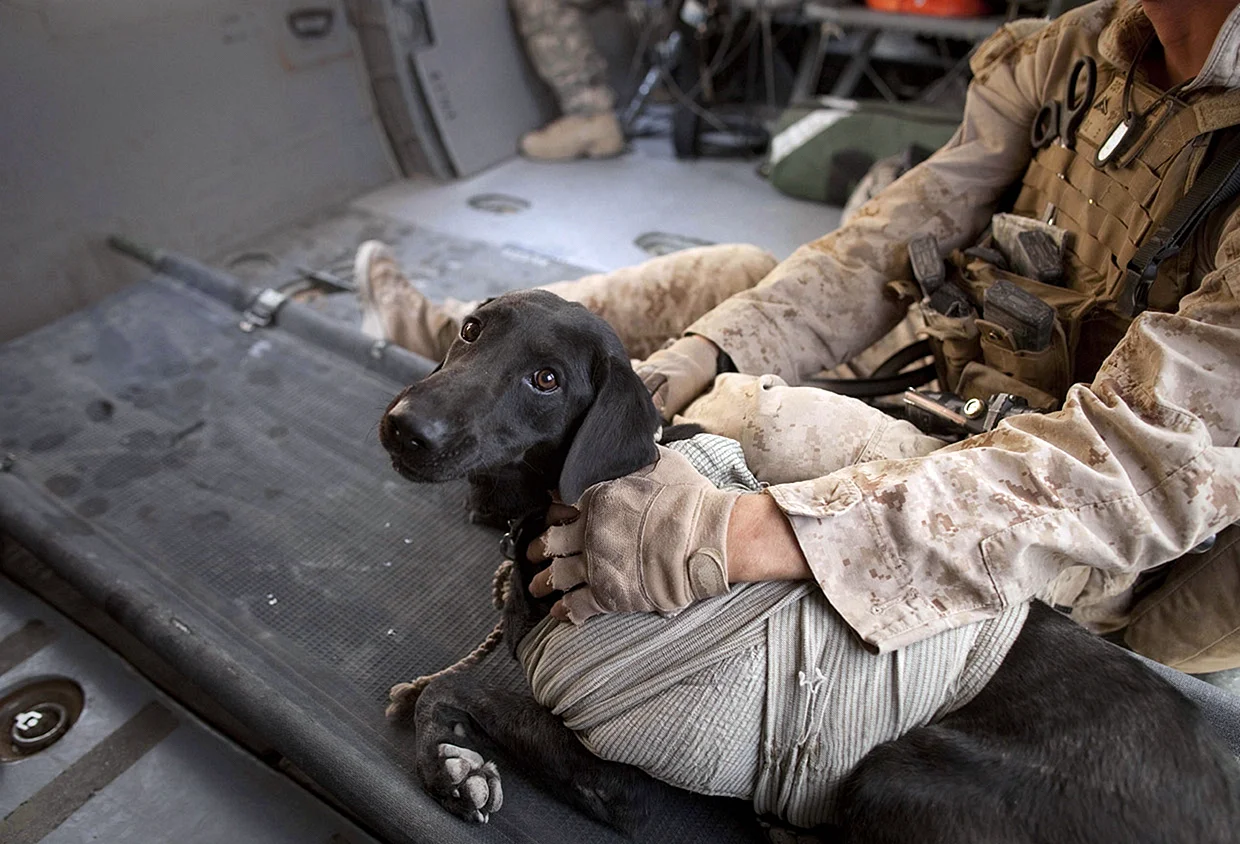 Собаки саперы в Афганистане