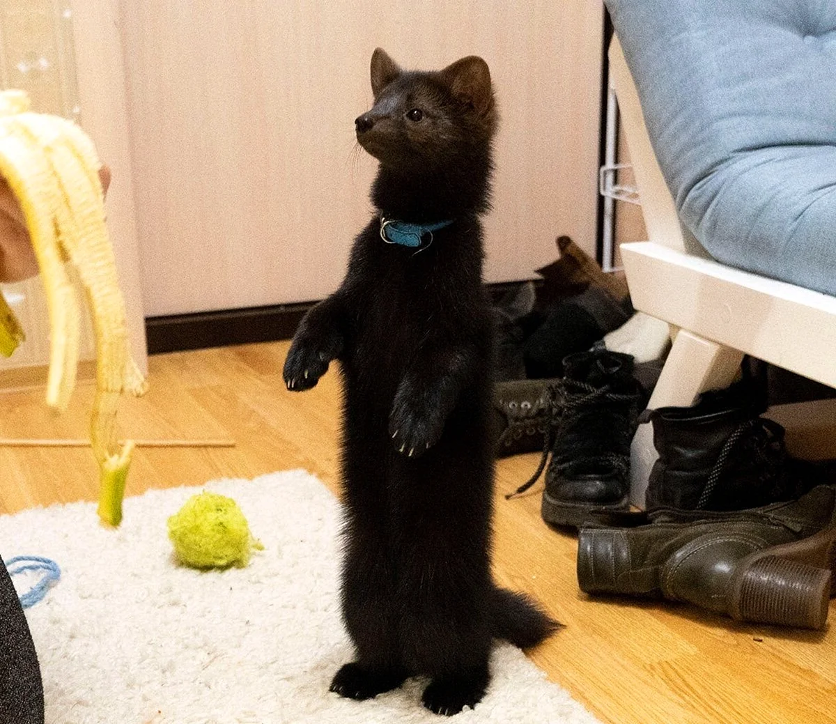 Соболь Бадди
