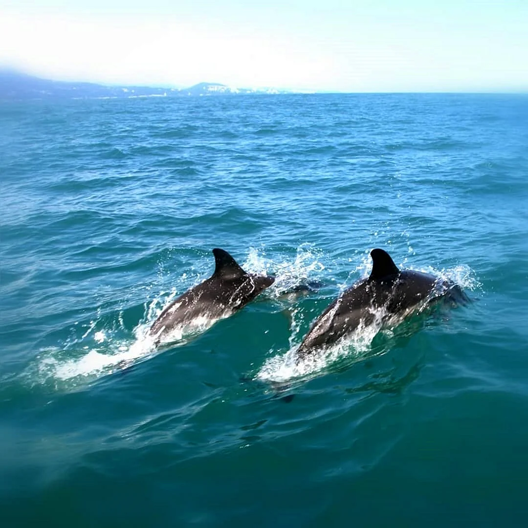 Сочи черное море Адлер Дельфин
